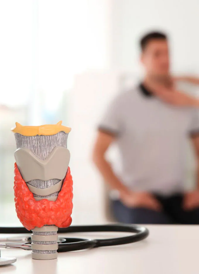 Modelo anatómico de la glándula tiroides