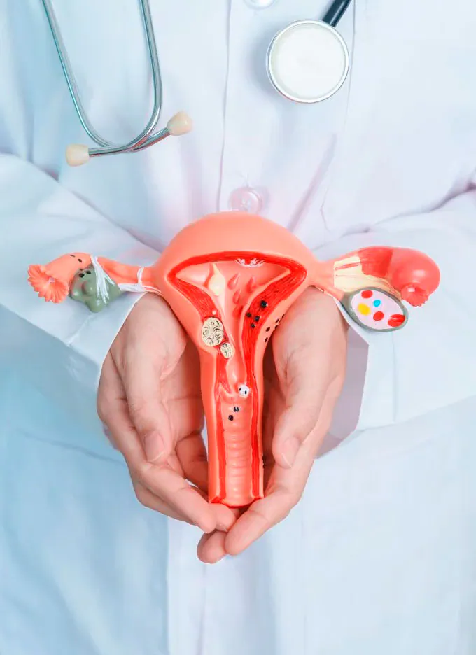 Modelo anatómico del aparato reproductor femenino